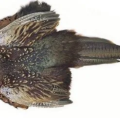 Veniard Cock Pheasant Ringneck - Complete Skin